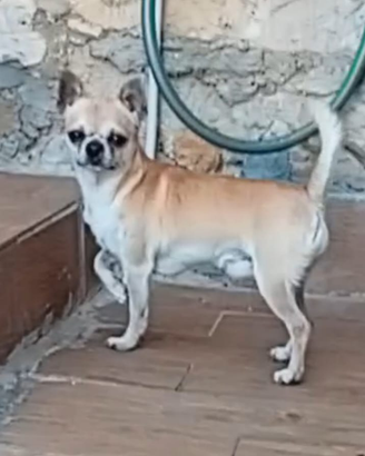 Chihuahua per accoppiamento