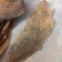 Corteccia da Teca Rettilaio Radica di Fico d'india