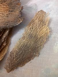 Corteccia da Teca Rettilaio Radica di Fico d'india