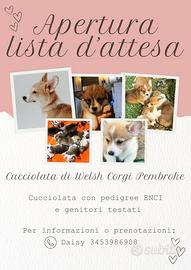 Cucciolata Welsh Corgi Pembroke