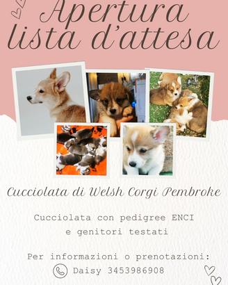 Cucciolata Welsh Corgi Pembroke