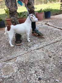 Jeck Russel terrier