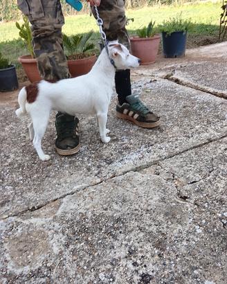 Jeck Russel terrier