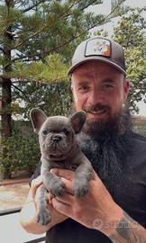Cucciolo di bulldog francese blu