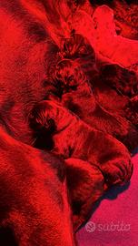 Cuccioli cane corso Italiano