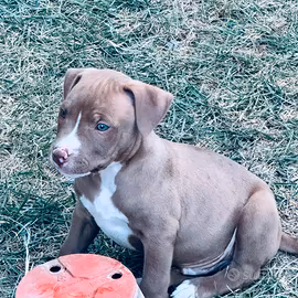 Pitbull e amstaf