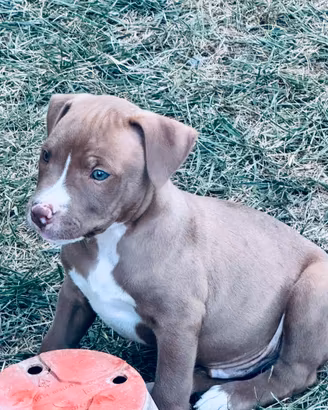 Pitbull e amstaf