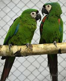 Coppia di Ara Severa