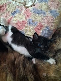 Regalasi gattini europei maschietti e femminucce