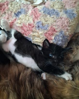 Regalasi gattini europei maschietti e femminucce