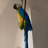 Pappagallo (finto)