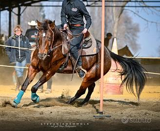 Cavalla Appaloosa 11 anni