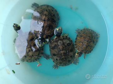 Tartarughe d acqua