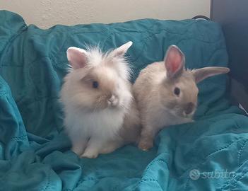 Cuccioli coniglio nano