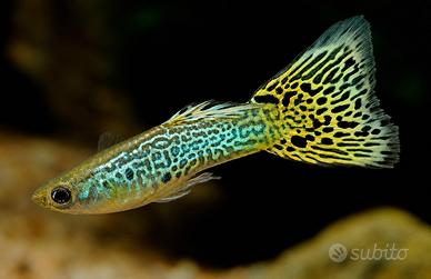 Guppy sani e colorati disponibili