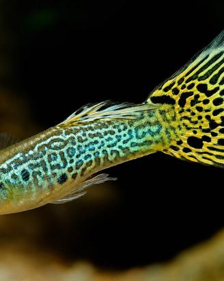 Guppy sani e colorati disponibili
