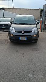 PANDA IBRIDA