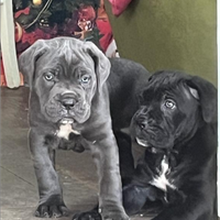 Cuccioli cane corso