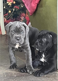 Cuccioli cane corso