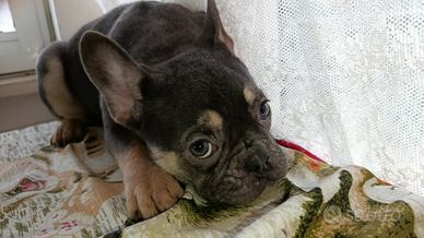 Bulldog francese blu tan pronta