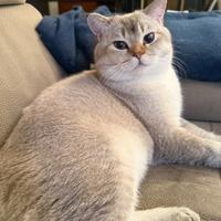 British Shorthair Golden Point accoppiamento