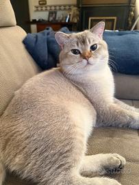 British Shorthair Golden Point accoppiamento