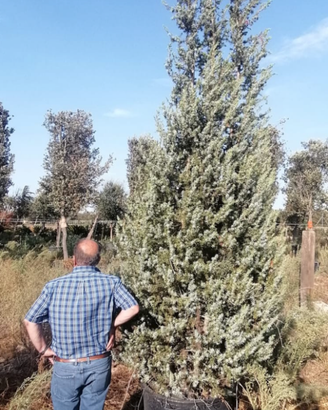 Piante di Ginepro