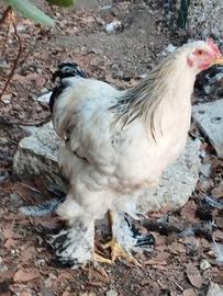 Galli e galline
