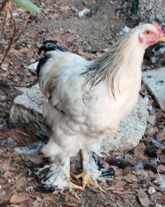Galli e galline