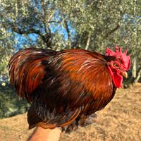 Gallo cocincina nana oro orlato blu