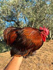 Gallo cocincina nana oro orlato blu