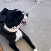 Incrocio tra volpino e pinscher