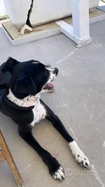 Incrocio tra volpino e pinscher