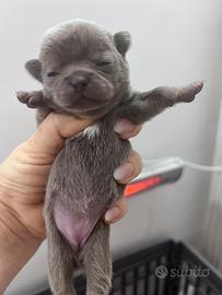 Cuccioli di chihuahua mini