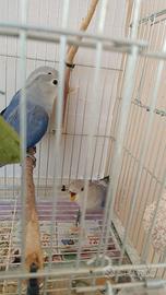 Inseparabili