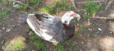 Anatra muta femmina