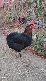 Galline