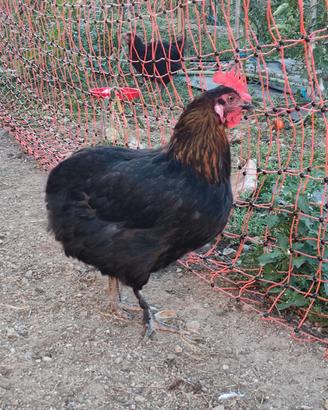Galline