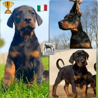 Dobermann Cuccioli Alta Genealogia