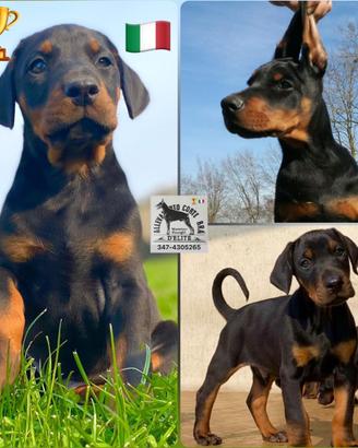 Dobermann Cuccioli Alta Genealogia