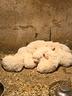 cuccioli-di-pastore-maremmano