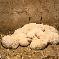 Cuccioli di Pastore Maremmano