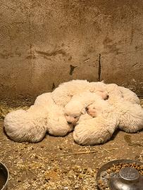 Cuccioli di Pastore Maremmano