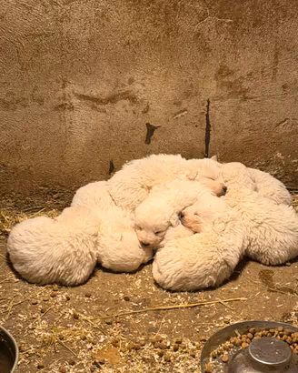 Cuccioli di Pastore Maremmano