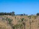 lotto-agricolo-frantoio