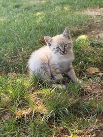 Siamesi  colorazione tabby point