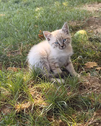 Siamesi  colorazione tabby point