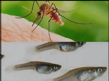 Gambusie pesciolini mangia zanzare 