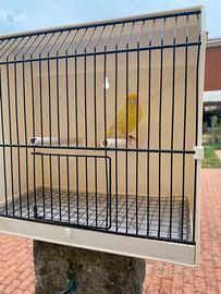 Canarino giallo maschio