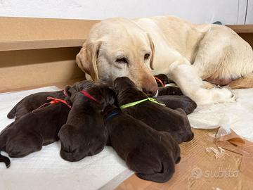 Labrador chocolate